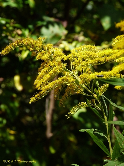 {Solidago altissima}